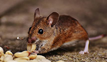24 Hour & Emergency Exterminators in Glen Mawr, PA
